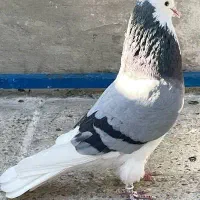 حدود 30 تا کبوتر پرشی