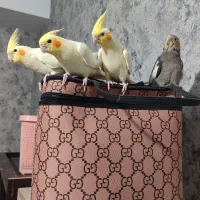 چهار تا عروس هلندی سه ماهه دستی و مهربون