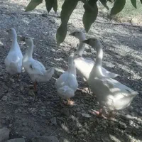 ،جوجه مرغ،غاز، خروس واردک