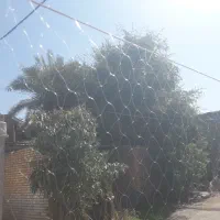 تور ماهی|ماهیگیری|مسجد سلیمان, |دیوار