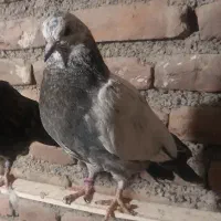 جوجه رفتنی