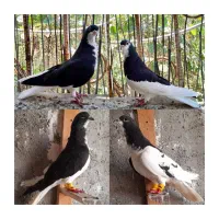 کبوتر رنگی