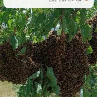 عسل طبیعی کوهستان مرغوبترین نوع عسل