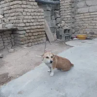سگ پاکوتاه