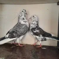 کفتر پرشی عطیقه