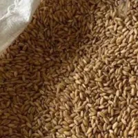 گندم تمیز