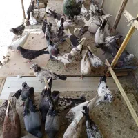 کفتر زیبا خوشگل آس