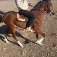 مادیون کرد غرب