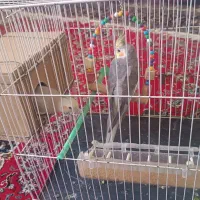 عروس هلندی جوان