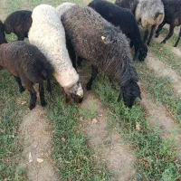 سه عدد بره نر بالا 50کیلو وزن