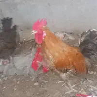 مرغ