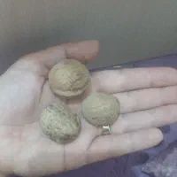 گردوکاغذی
