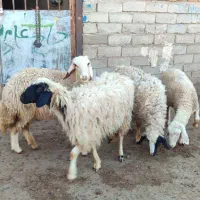 شیشک و کاور