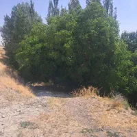 باغ-1250متری-گردو-کمیجان-وفس