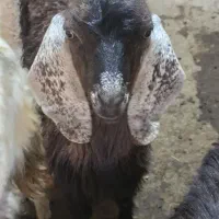 بزنرمناسب قربانی