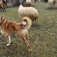 سگ گله|سگ|بره‌سر, |دیوار