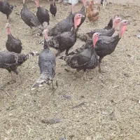 بوقلمون نر ارگانیک