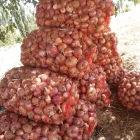 پیاز محلی