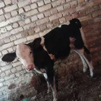 گاو هلشتاین جوان با گوساله نر سیمیتال اصل