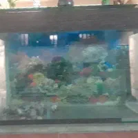 اکواریوم ووسایل