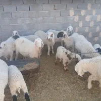 میش وبره زیل کرجی