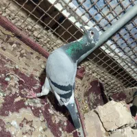 جفت ابلق نرو ماده