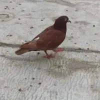 چهار عدد کفتر