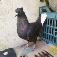 ماده سیاه دم سفید شعمک تخت
