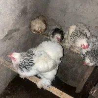 جوجه|حیوانات مزرعه|قزوین, |دیوار