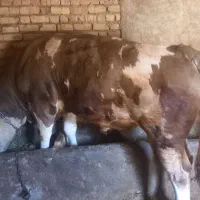 گاو