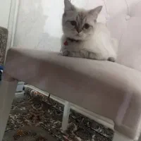 بریتیش ماده