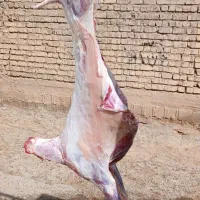 گوشت