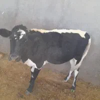 دوعددگوساله ماده دورگ