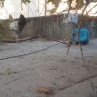 خروس محلی خوشگل معاوضه