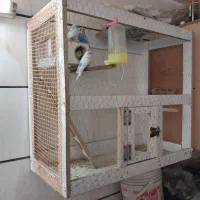 مرغ عشق بالغ و سرحال و قفس