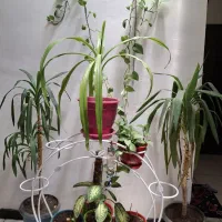 گل های آپارتمانی و استندگل