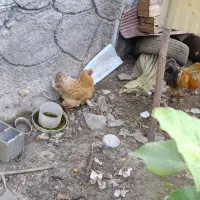 مرغ خروس برهما با جوجه