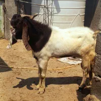 پازن پاکستانی