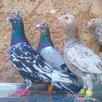 ۸تاکفترجنگ سرورهفت رنگ باهم