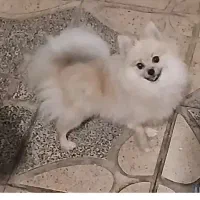 پامر خالص