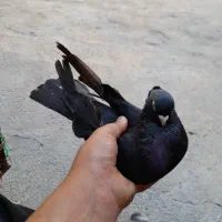 کبوتر سیاه