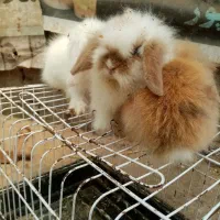 توله خرگوش لوپ اصیل