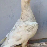 کرم هفرنگ
