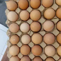 تخم مرغ تک زرده محلی وزن دوازده و نیم