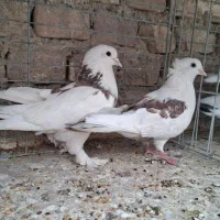 جفت کفتر تزیینی کاکلی پرپا آماده تخم‌گذاری