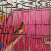 نر سبز معاوضه با نر سفید یا سوخته ای یا زرد یک دست