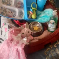 وسایل سگ نژاد کوچک