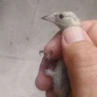 جوجه نر درجه یک کال باب زیر دهن نوک کلنگی
