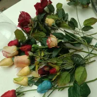 گل‌های خارجی بسیار زیبا