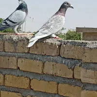 کبوتر پلاکی
